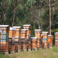 How much does it cost to start beekeeping in 2020?