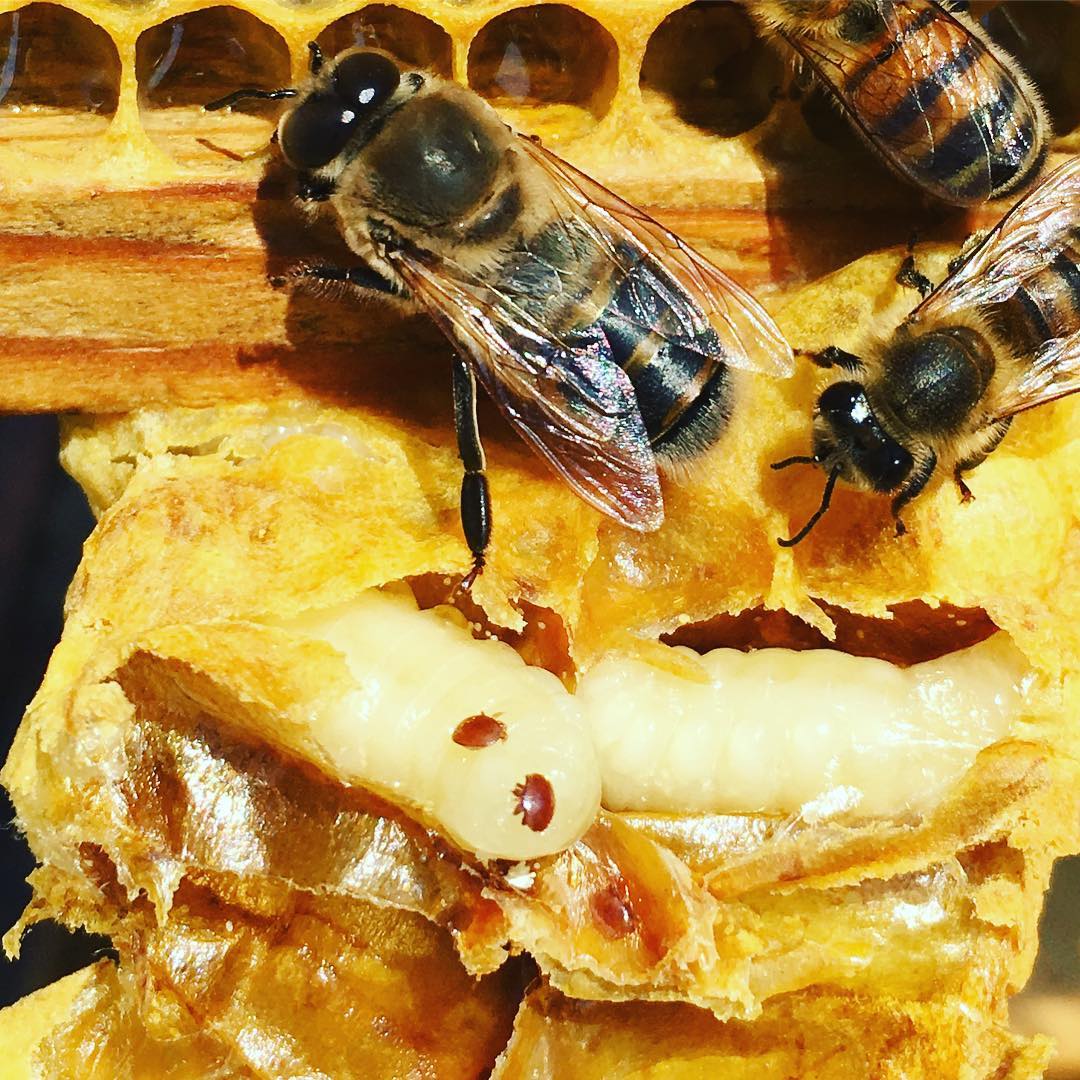 Varroa destructor in the bee hive