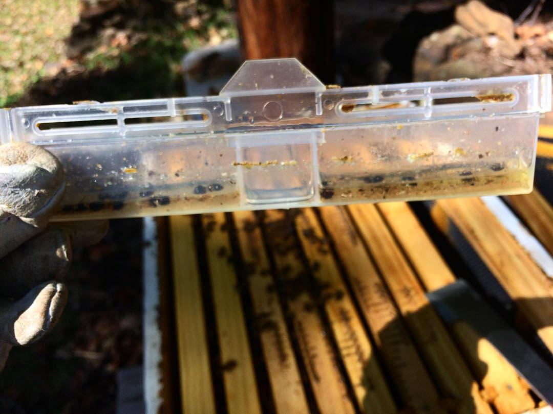 oil hive beetle trap
