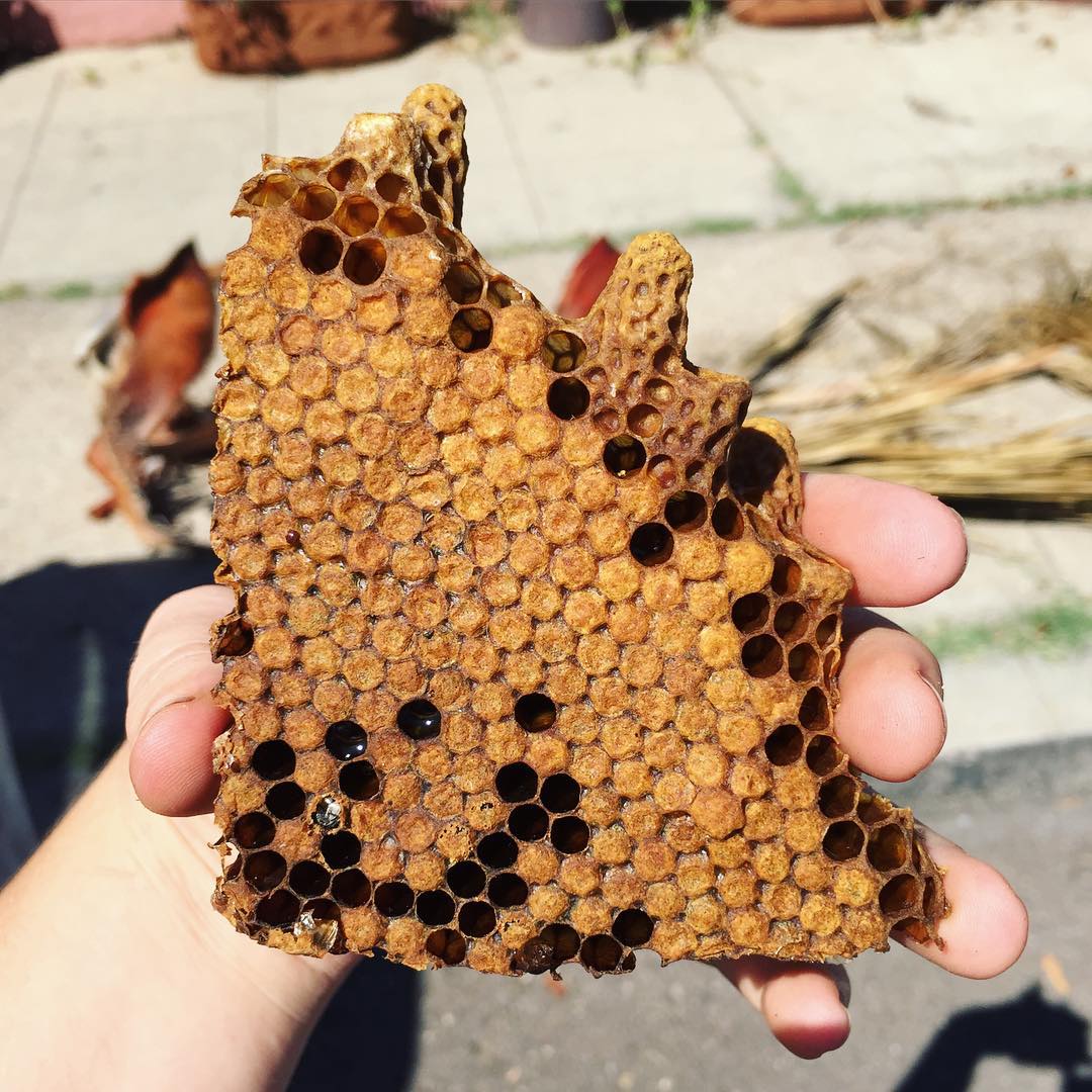 Chunk of brood comb with apped queen cells