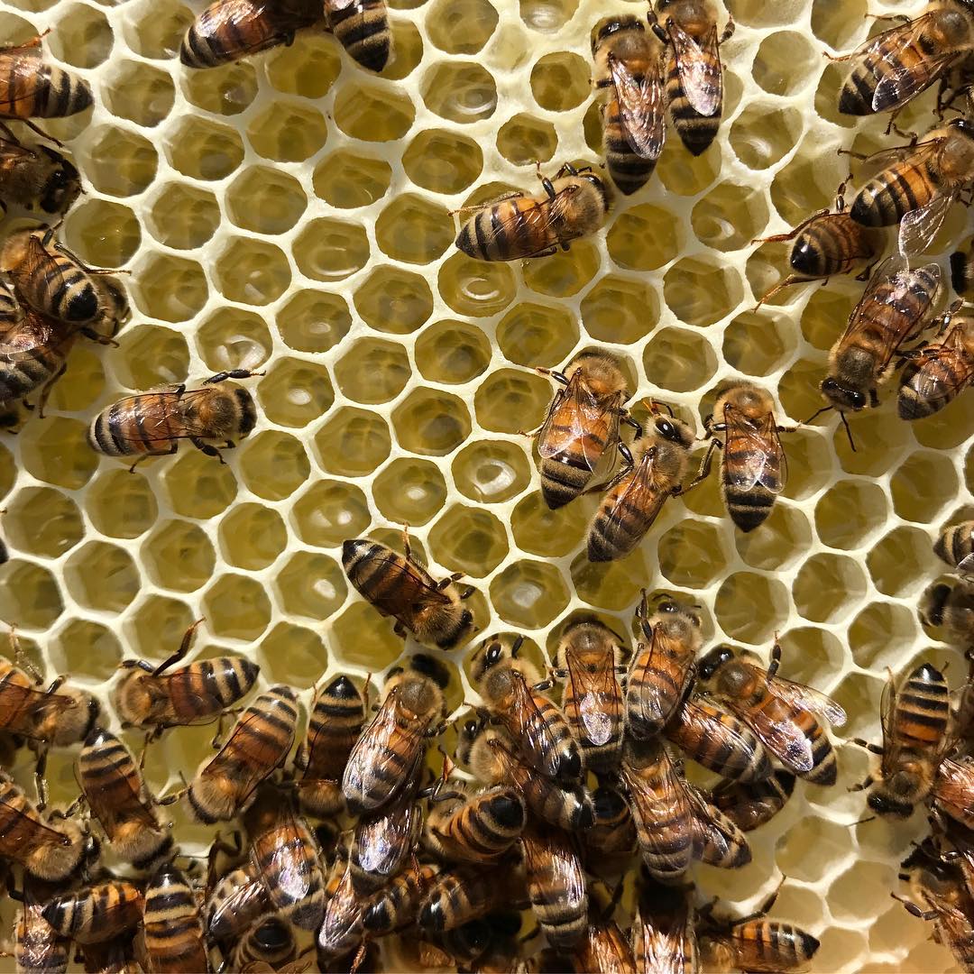 honeycomb wax producing