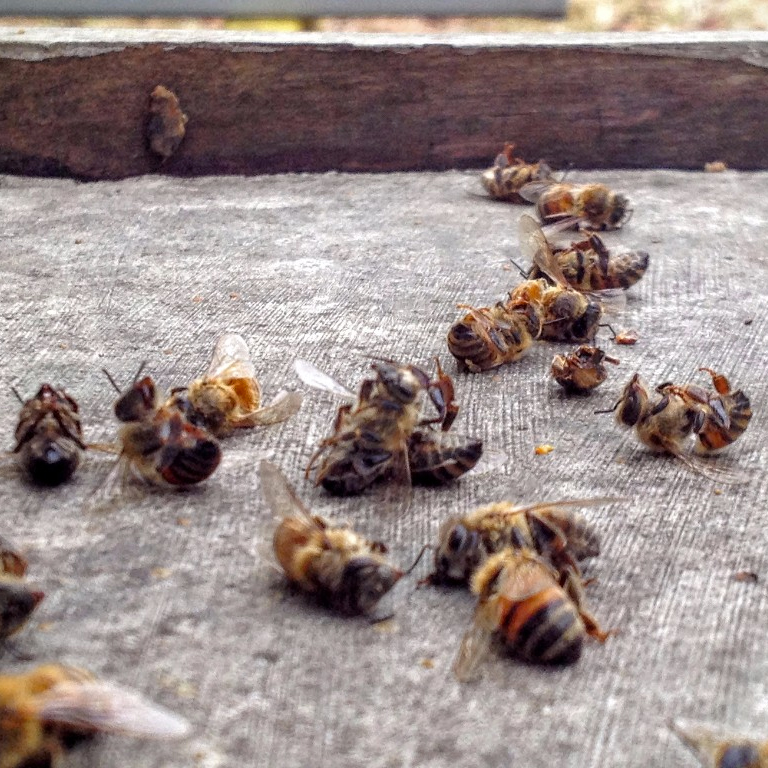Dead bees in front of the hive