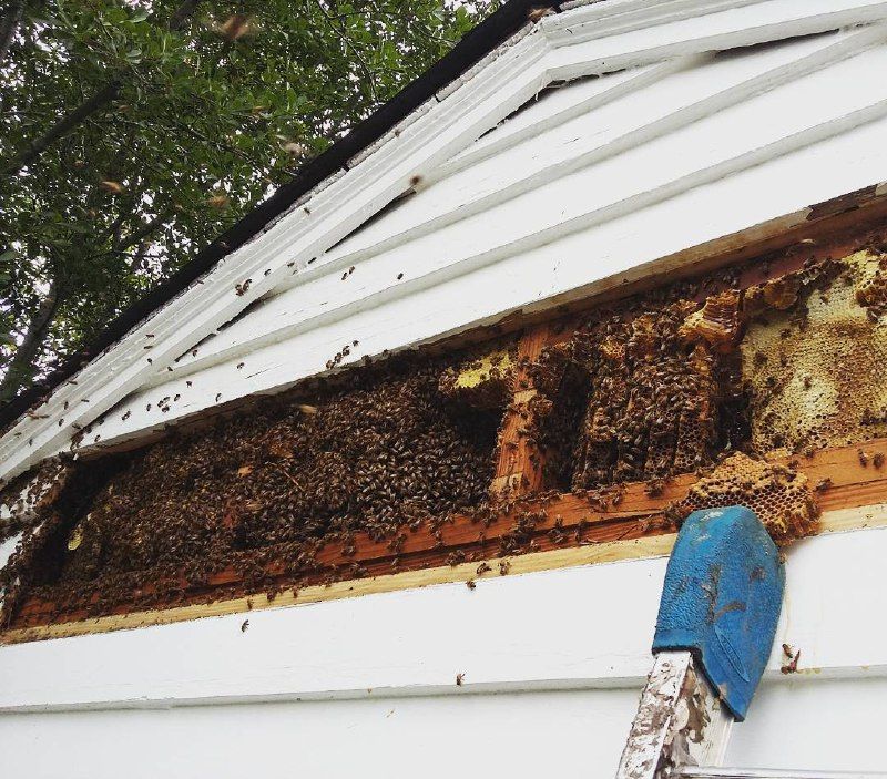 Bee Removal Service - Full Guide 2020 | Making Honey