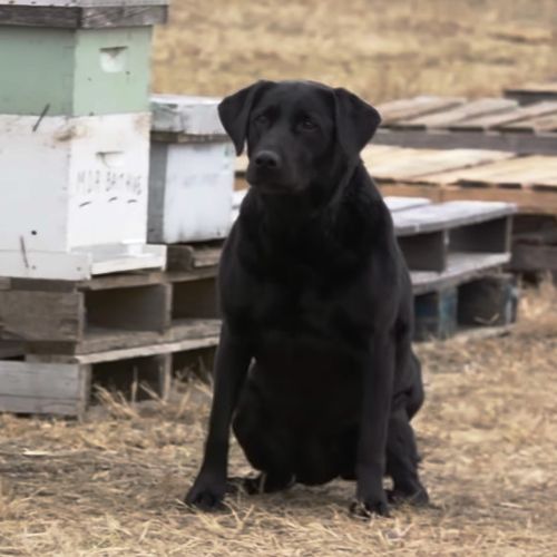 Beekeeping dog american foulbrood